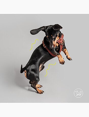 Arnês para cães em couro PELUVIO Lord - Ajustável