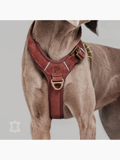 Arnês para cães em couro PELUVIO Lord - Ajustável - Kiabi