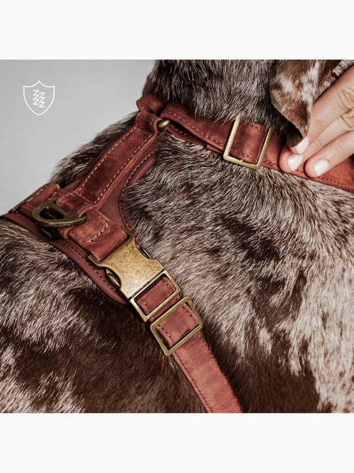 Arnês para cães em couro PELUVIO Lord - Ajustável - Kiabi
