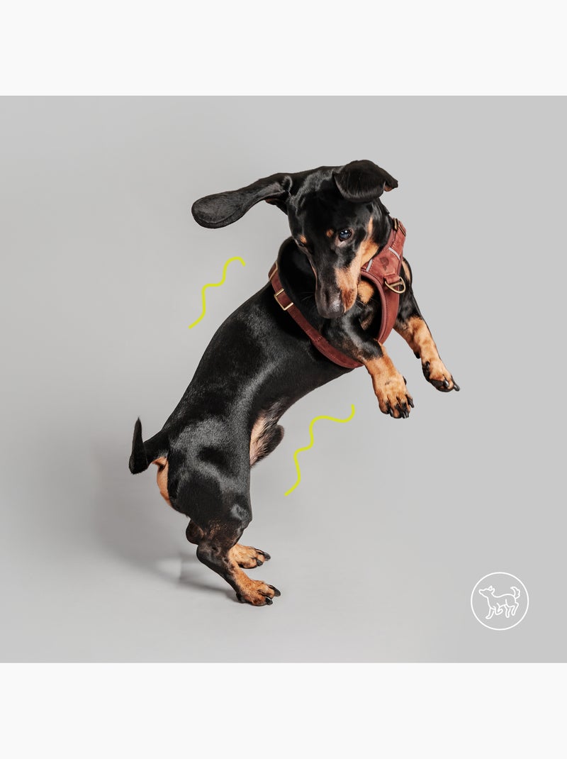 Arnês para cães em couro PELUVIO Lord - Ajustável Bordô - Kiabi