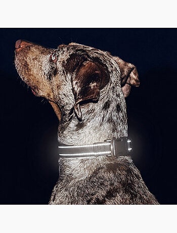 Coleira para cães PELUVIO Buddy - Refletora - Ajustável