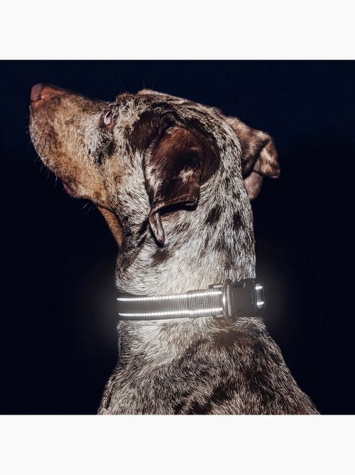 Coleira para cães PELUVIO Buddy - Refletora - Ajustável - Kiabi