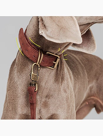 Coleira para cão em couro PELUVIO Rexor - Ajustável