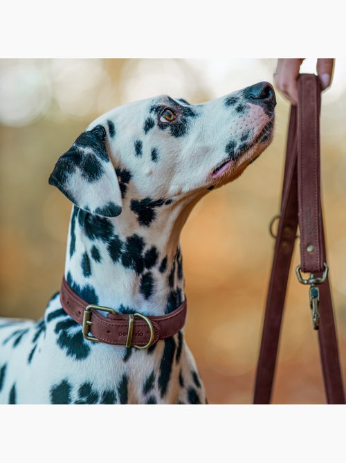 Coleira para cão em couro PELUVIO Rexor - Ajustável - Kiabi Coleira para cão em couro PELUVIO Rexor - Ajustável - Kiabi