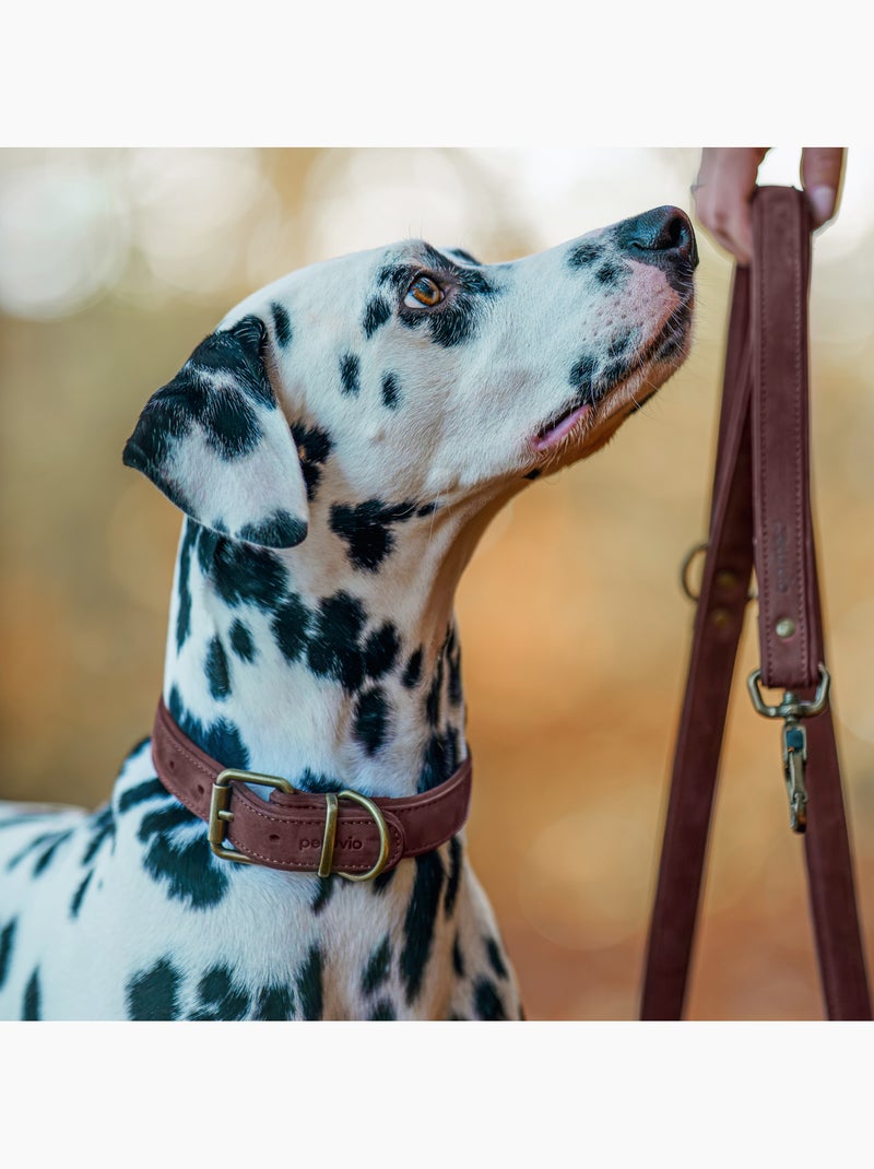 Coleira para cão em couro PELUVIO Rexor - Ajustável Castanho - Kiabi