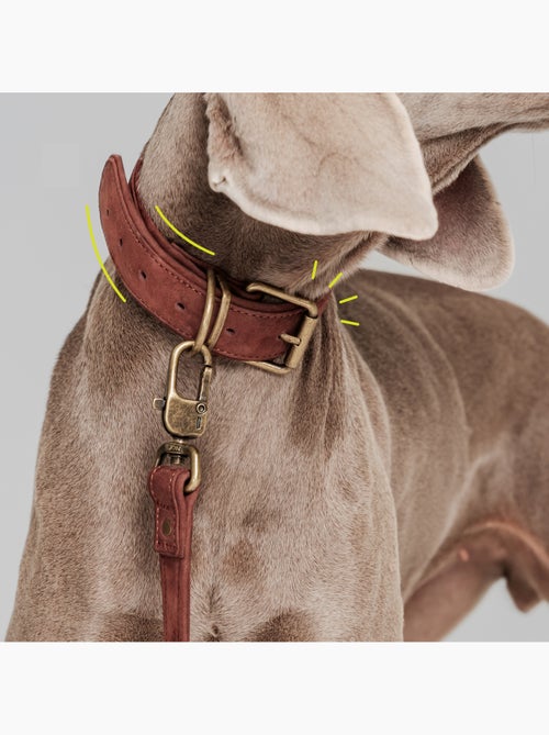 Coleira para cão em couro PELUVIO Rexor - Ajustável - Kiabi Coleira para cão em couro PELUVIO Rexor - Ajustável - Kiabi