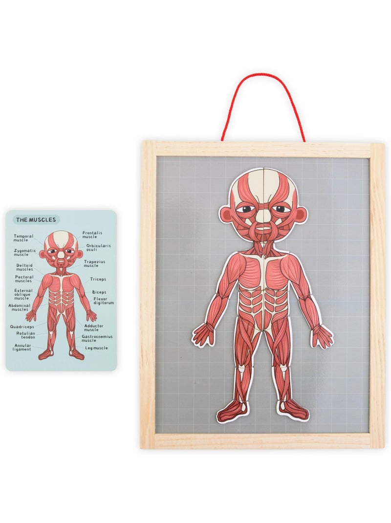 Painel magnético anatomia corpo humano madeira mamabrum N/D - Kiabi