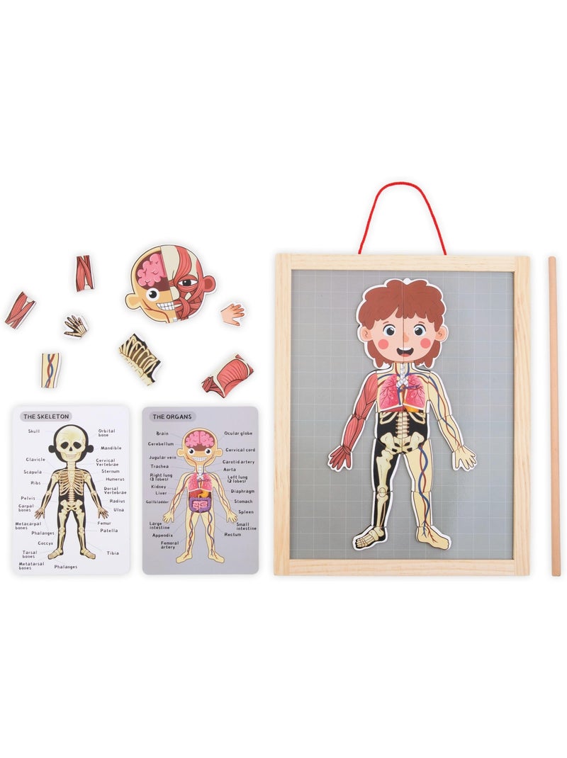 Painel magnético anatomia corpo humano madeira mamabrum N/D - Kiabi